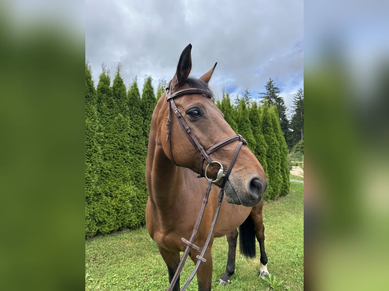 Bayerisches Warmblut Wallach 13 Jahre 167 cm Brauner in Waldachtal