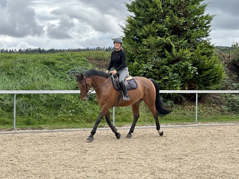 Bayerisches Warmblut Wallach 13 Jahre 167 cm Brauner in Waldachtal