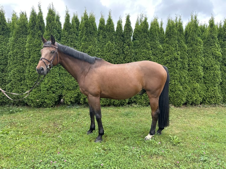 Bayerisches Warmblut Wallach 13 Jahre 167 cm Brauner in Waldachtal
