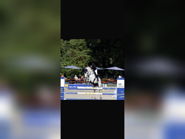 Bayerisches Warmblut Wallach 13 Jahre 167 cm Schimmel in Unterneukirchen