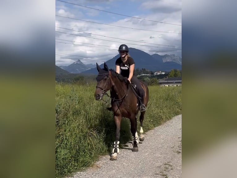 Bayerisches Warmblut Wallach 13 Jahre 168 cm Brauner in Schlins