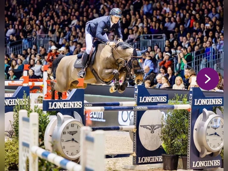 Bayerisches Warmblut Wallach 13 Jahre 168 cm Brauner in Schlins