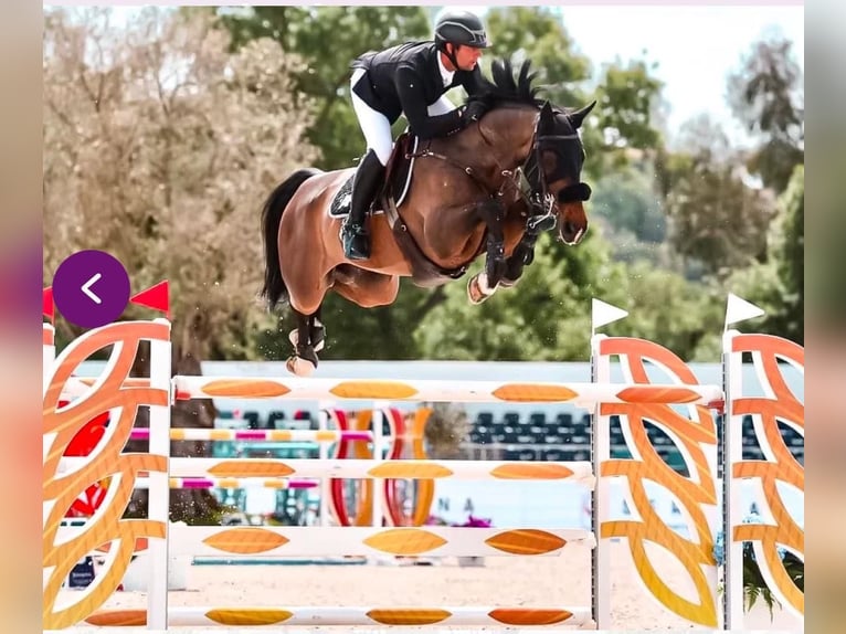 Bayerisches Warmblut Wallach 13 Jahre 168 cm Brauner in Schlins
