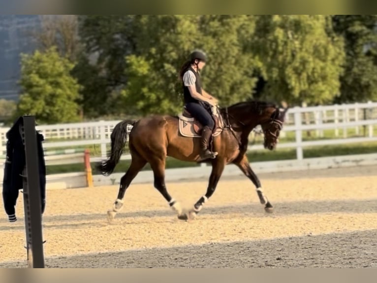 Bayerisches Warmblut Wallach 13 Jahre 168 cm Brauner in Schlins