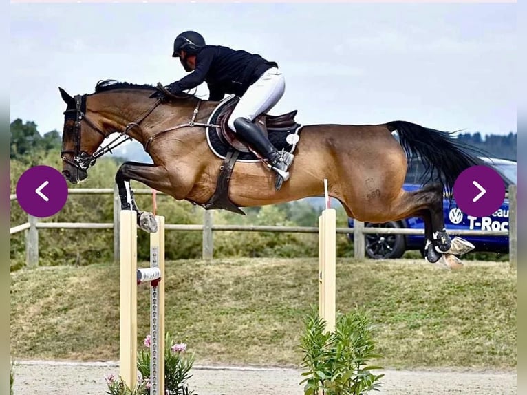 Bayerisches Warmblut Wallach 13 Jahre 168 cm Brauner in Schlins