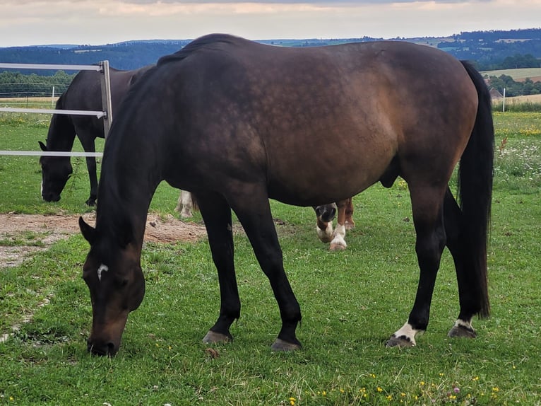 Bayerisches Warmblut Wallach 13 Jahre 168 cm Dunkelbrauner in Drosendorf