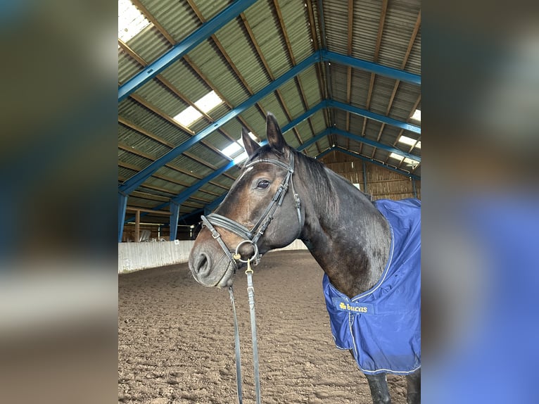 Bayerisches Warmblut Wallach 13 Jahre 168 cm Dunkelbrauner in Drosendorf