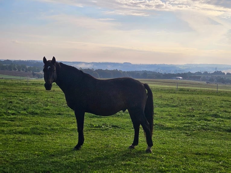 Bayerisches Warmblut Wallach 13 Jahre 168 cm Dunkelbrauner in Drosendorf