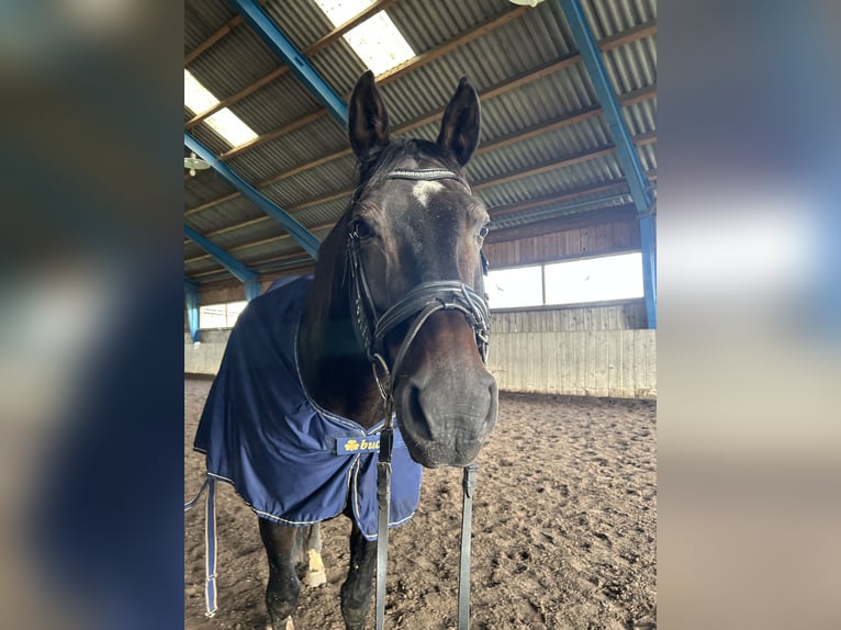 Bayerisches Warmblut Wallach 13 Jahre 168 cm Dunkelbrauner in Drosendorf