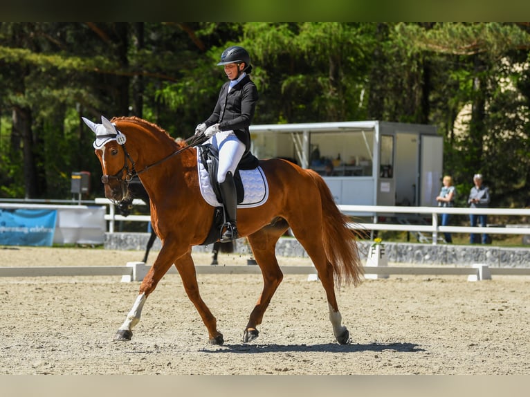 Bayerisches Warmblut Wallach 13 Jahre 172 cm Fuchs in Schaan