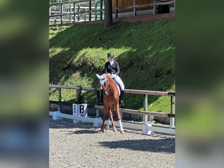 Bayerisches Warmblut Wallach 13 Jahre 172 cm Fuchs in Schaan