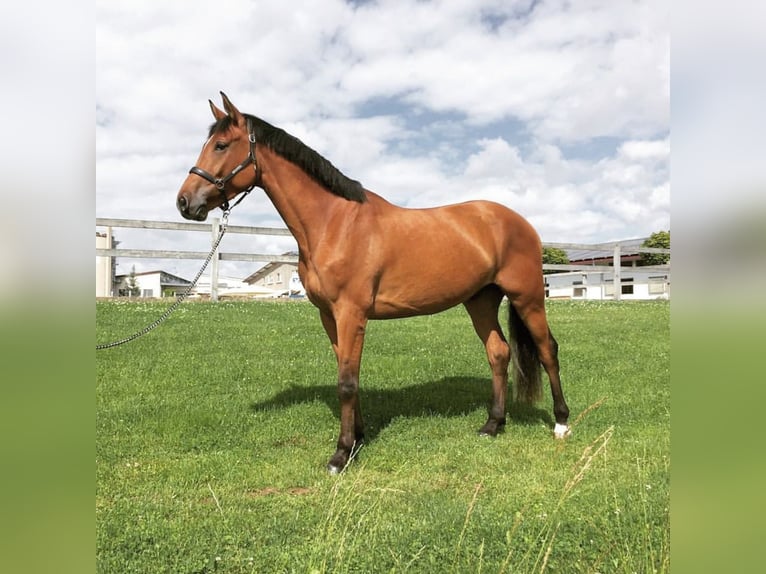 Bayerisches Warmblut Wallach 13 Jahre 175 cm Brauner in Weiler-Simmerberg
