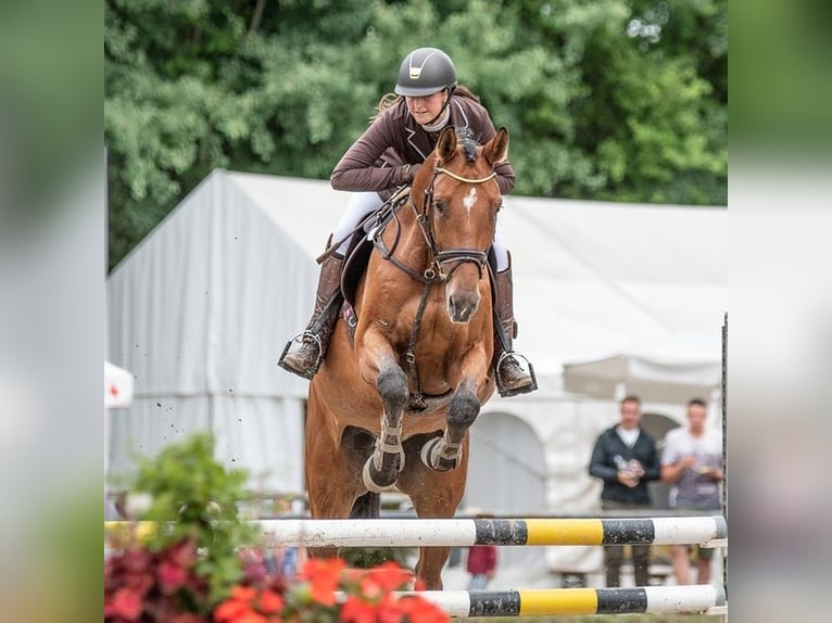 Bayerisches Warmblut Wallach 13 Jahre 175 cm Brauner in Weiler-Simmerberg