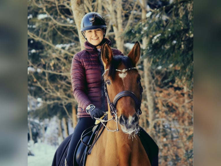 Bayerisches Warmblut Wallach 13 Jahre 175 cm Brauner in Weiler-Simmerberg