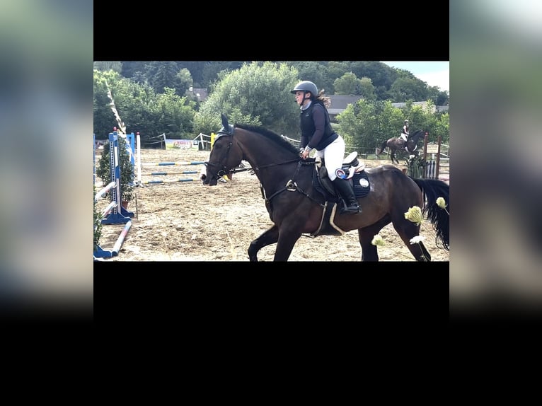 Bayerisches Warmblut Wallach 13 Jahre 180 cm Dunkelbrauner in Hötzelsdorf