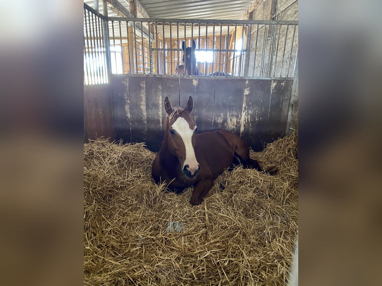 Bayerisches Warmblut Wallach 14 Jahre 155 cm Fuchs in Wei&#xDF;enburg in Bayern