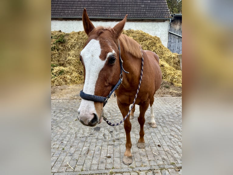 Bayerisches Warmblut Wallach 14 Jahre 155 cm Fuchs in Wei&#xDF;enburg in Bayern