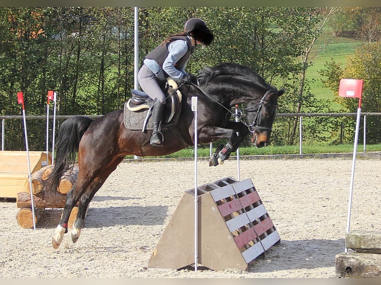 Bayerisches Warmblut Wallach 14 Jahre 156 cm Schwarzbrauner in Deggingen