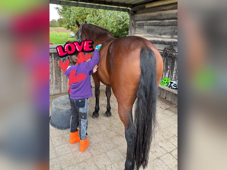 Bayerisches Warmblut Wallach 14 Jahre 163 cm Brauner in Illingen
