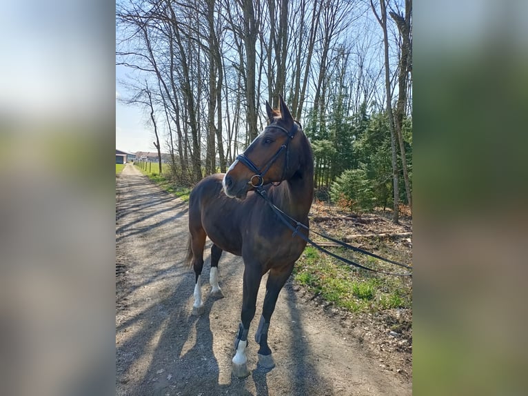 Bayerisches Warmblut Wallach 14 Jahre 165 cm Dunkelbrauner in Burgkirchen an der Alz