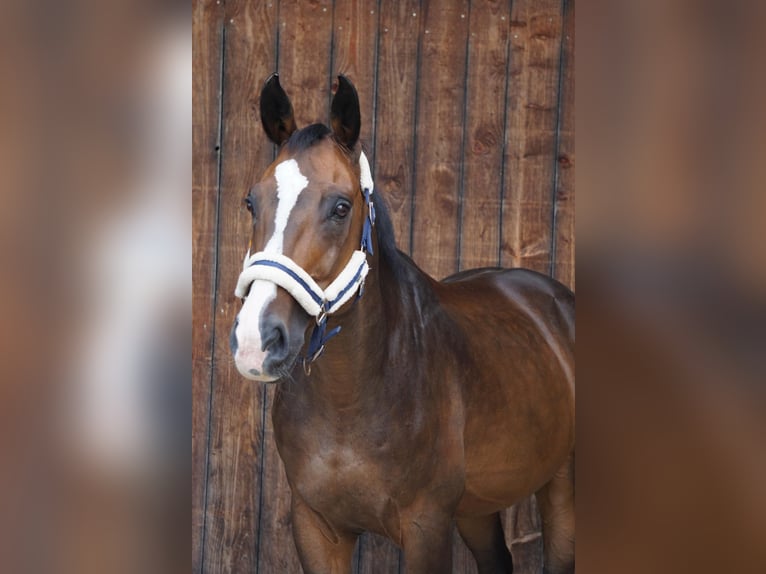 Bayerisches Warmblut Wallach 14 Jahre 165 cm Dunkelbrauner in Burgkirchen an der Alz