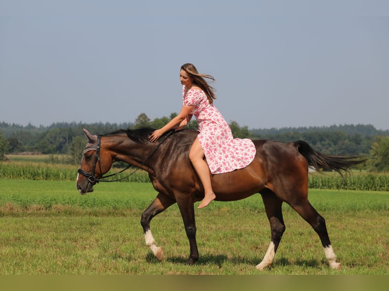 Bayerisches Warmblut Wallach 14 Jahre 165 cm Dunkelbrauner in Burgkirchen an der Alz