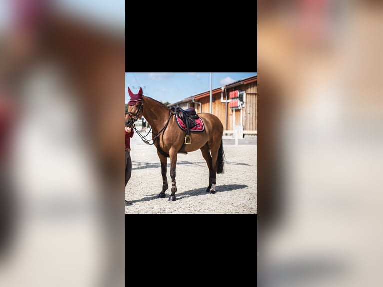 Bayerisches Warmblut Wallach 14 Jahre 168 cm Brauner in Jettingen-Scheppach