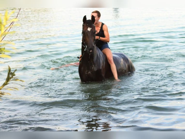 Bayerisches Warmblut Wallach 14 Jahre 168 cm Dunkelbrauner in Regensburg