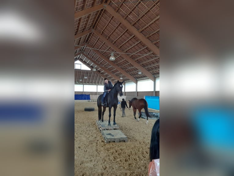 Bayerisches Warmblut Wallach 14 Jahre 168 cm Dunkelbrauner in Regensburg