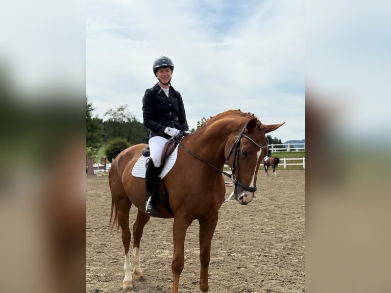 Bayerisches Warmblut Wallach 14 Jahre 170 cm Fuchs in Wolfsberg