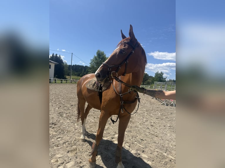 Bayerisches Warmblut Wallach 14 Jahre 170 cm Fuchs in Wolfsberg