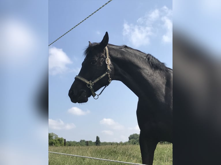 Bayerisches Warmblut Wallach 14 Jahre 172 cm Rappe in Rauenberg
