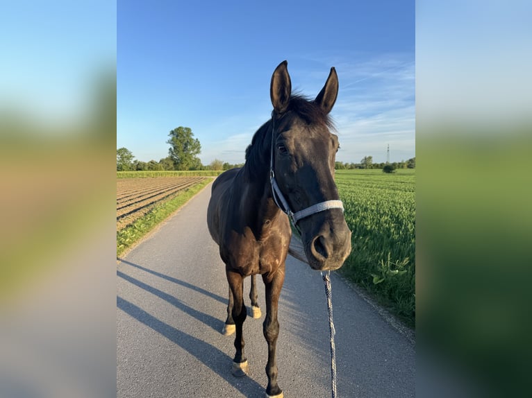 Bayerisches Warmblut Wallach 14 Jahre 178 cm Rappe in Dillingen an der Donau