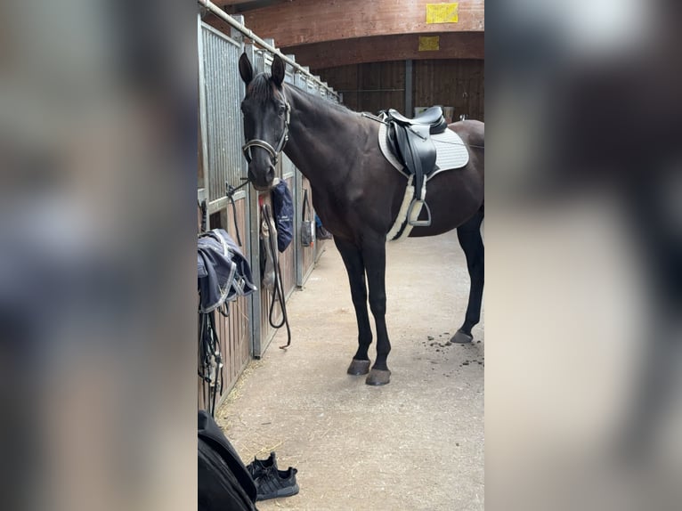 Bayerisches Warmblut Wallach 14 Jahre 178 cm Rappe in Dillingen an der Donau