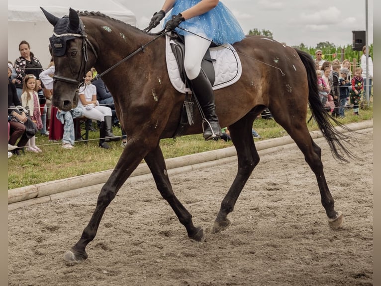 Bayerisches Warmblut Wallach 14 Jahre 178 cm Rappe in Dillingen an der Donau