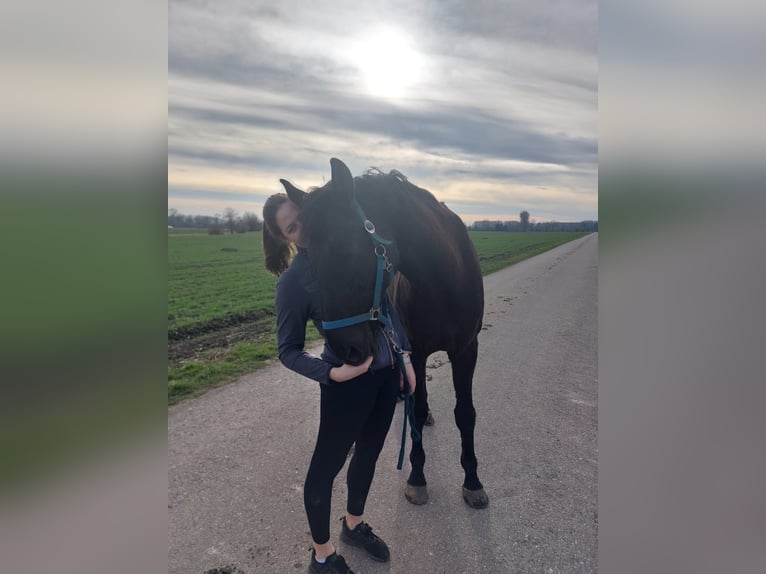 Bayerisches Warmblut Wallach 14 Jahre 178 cm Rappe in Dillingen an der Donau