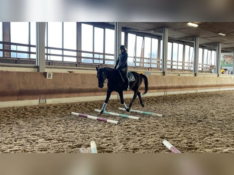Bayerisches Warmblut Wallach 14 Jahre 178 cm Rappe in Dillingen an der Donau