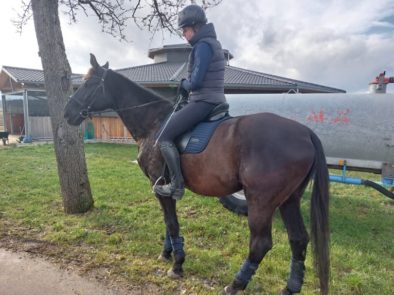 Bayerisches Warmblut Wallach 14 Jahre 178 cm Rappe in Dillingen an der Donau
