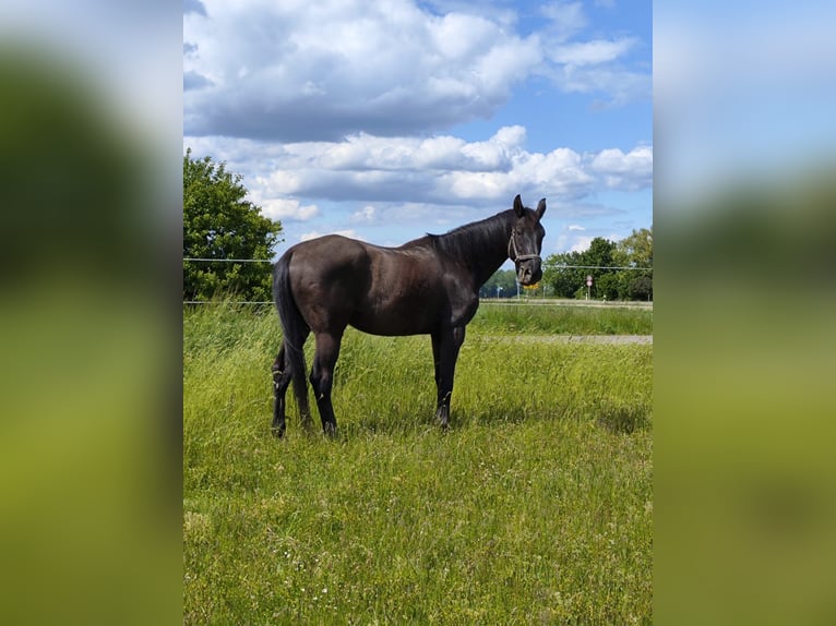 Bayerisches Warmblut Wallach 14 Jahre 178 cm Rappe in Dillingen an der Donau