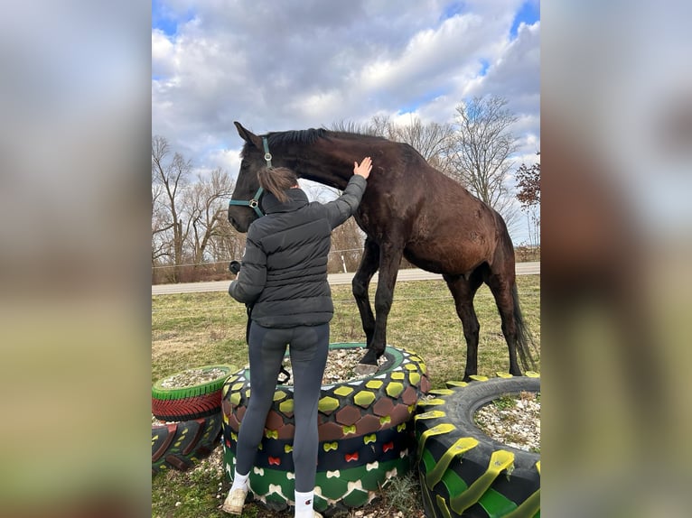 Bayerisches Warmblut Wallach 14 Jahre 178 cm Rappe in Dillingen an der Donau