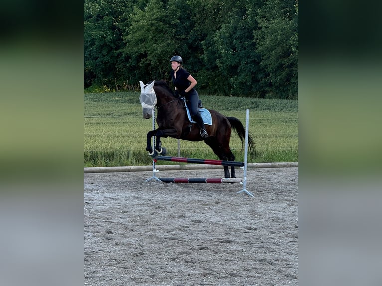 Bayerisches Warmblut Wallach 14 Jahre 178 cm Rappe in Dillingen an der Donau