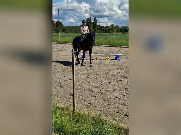 Bayerisches Warmblut Wallach 14 Jahre 178 cm Rappe in Dillingen an der Donau