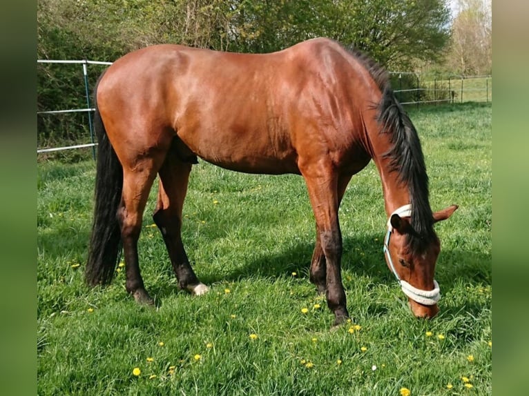 Bayerisches Warmblut Wallach 14 Jahre 180 cm Brauner in Dingolfing