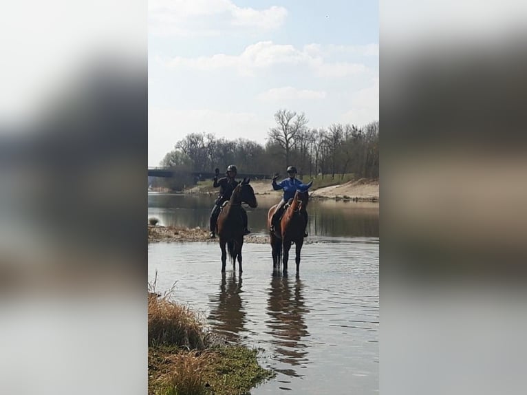 Bayerisches Warmblut Wallach 14 Jahre 180 cm Brauner in Dingolfing