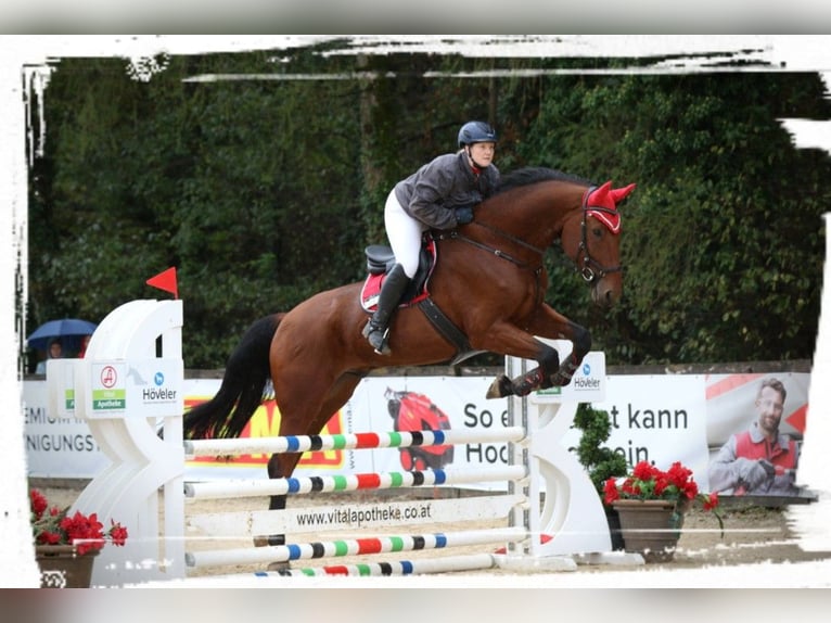 Bayerisches Warmblut Wallach 14 Jahre 180 cm Brauner in Dingolfing