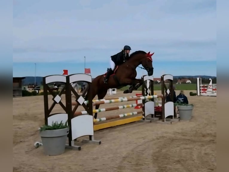Bayerisches Warmblut Wallach 14 Jahre 180 cm Brauner in Dingolfing