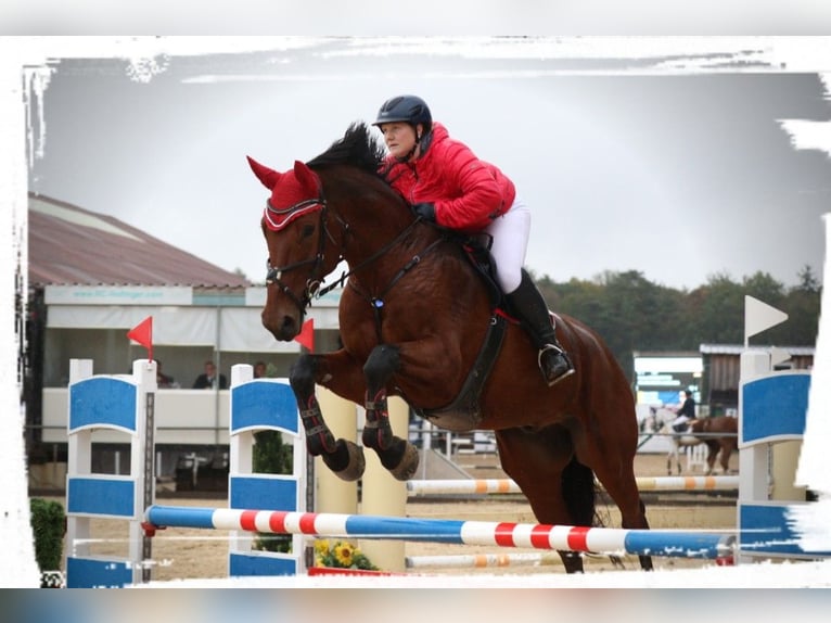 Bayerisches Warmblut Wallach 14 Jahre 180 cm Brauner in Dingolfing