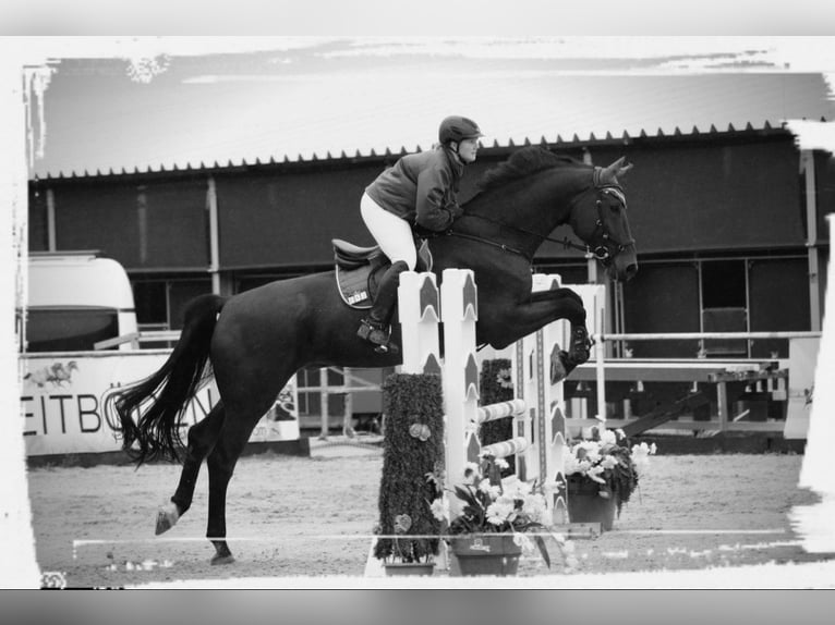Bayerisches Warmblut Wallach 14 Jahre 180 cm Brauner in Dingolfing