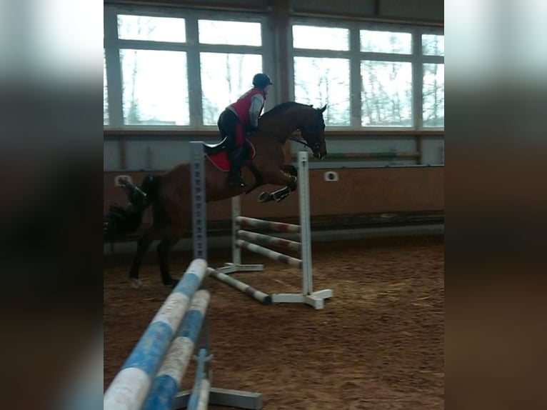 Bayerisches Warmblut Wallach 14 Jahre 180 cm Brauner in Dingolfing
