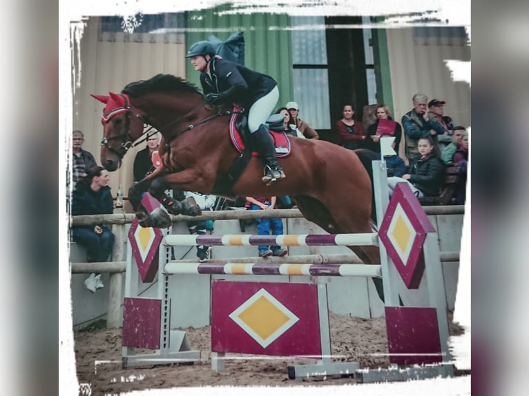 Bayerisches Warmblut Wallach 14 Jahre 180 cm Brauner in Dingolfing